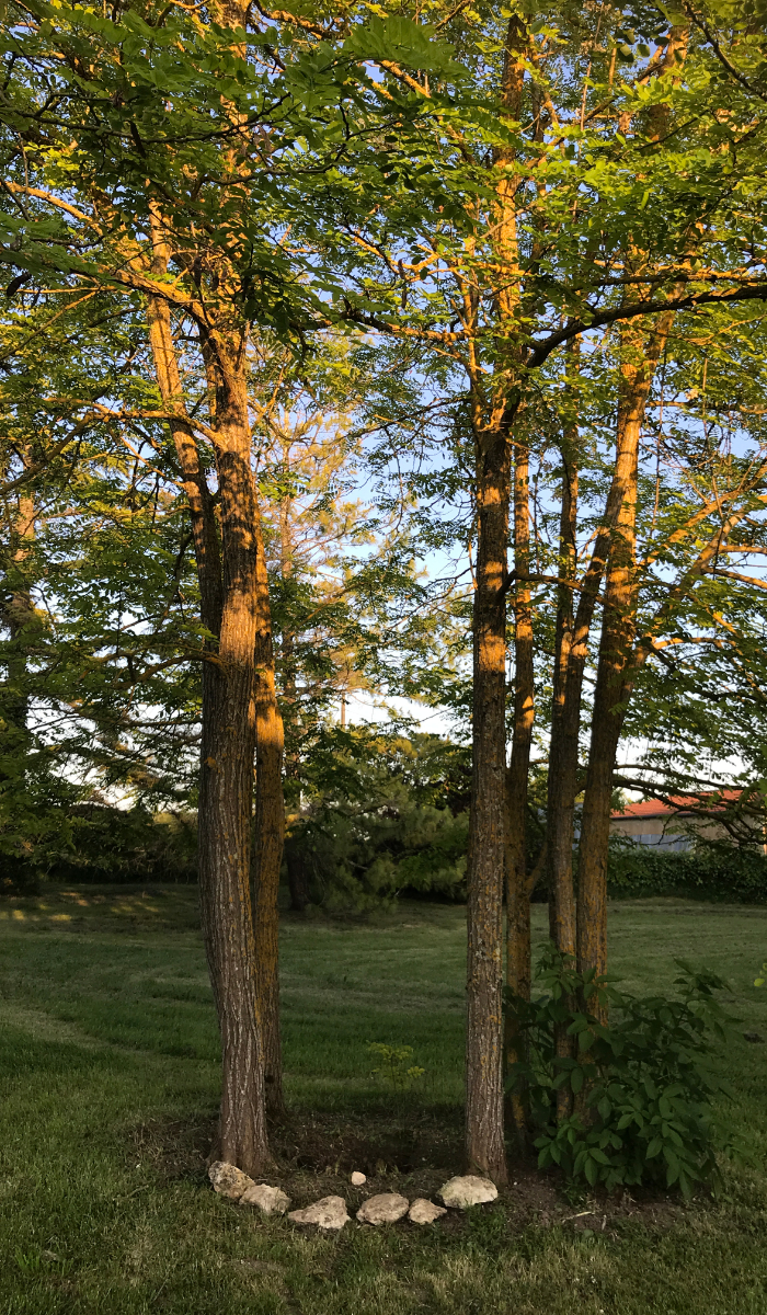 Clavères